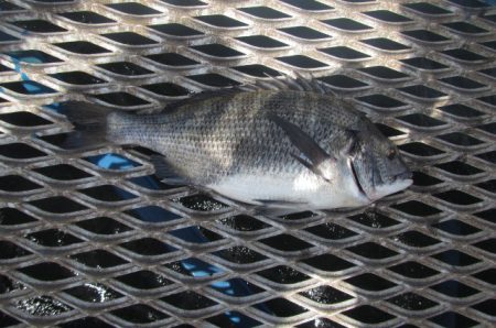 オリジナルメーカー海づり公園(市原市海づり施設) 釣果