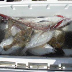 大進丸(新潟) 釣果