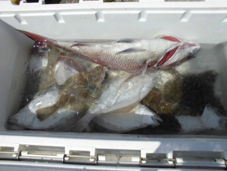 大進丸(新潟) 釣果