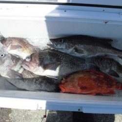 大進丸(新潟) 釣果