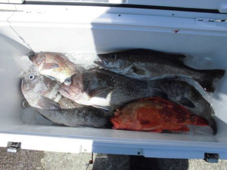 大進丸(新潟) 釣果