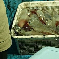 龍神丸(福井) 釣果