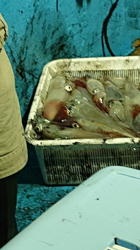 龍神丸(福井) 釣果