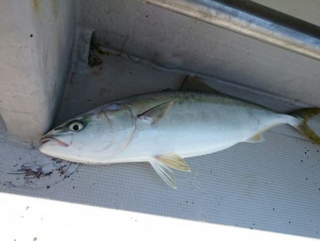 エンペラー 釣果