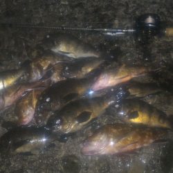 神奈川県　ライトワインド　夏の毎週土曜日は、野島防波堤に集合！！【ぬまing氏連載 vol.1】