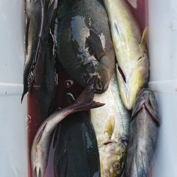 伊豆下田フィッシング 釣果