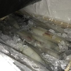 寿裕 （YOSHIHIRO） 釣果