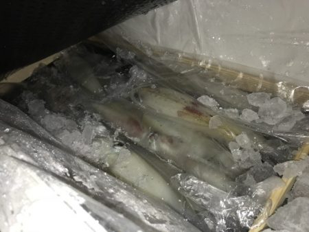 寿裕 （YOSHIHIRO） 釣果