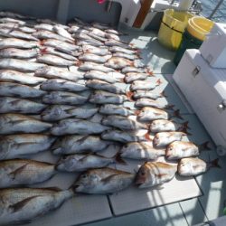 遊漁船 幸友丸 釣果