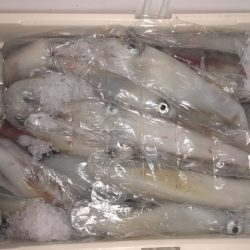 幸風（さちかぜ） 釣果