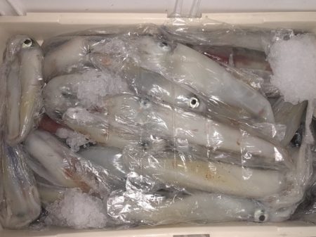 幸風（さちかぜ） 釣果