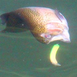 小菅トラウトガーデン 釣果