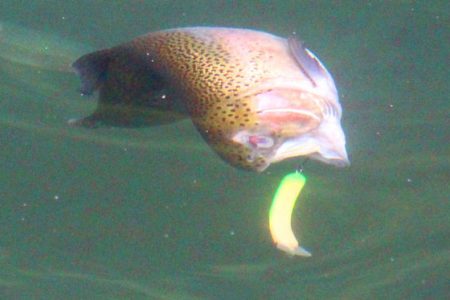 小菅トラウトガーデン 釣果