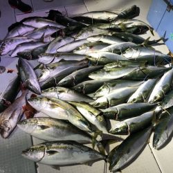 ふじしめ丸 釣果