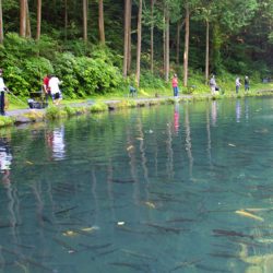 小菅トラウトガーデン 釣果