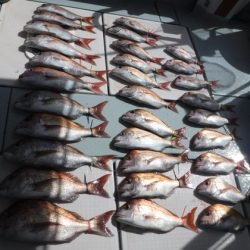 遊漁船 幸友丸 釣果