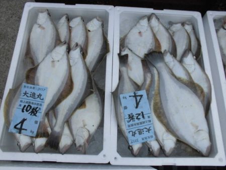 大進丸(新潟) 釣果