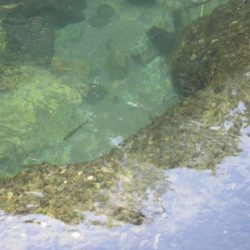 狩野川（狩野川漁業協同組合） 釣果