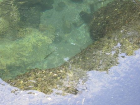 狩野川（狩野川漁業協同組合） 釣果