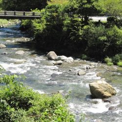 狩野川(狩野川漁業協同組合) 釣果