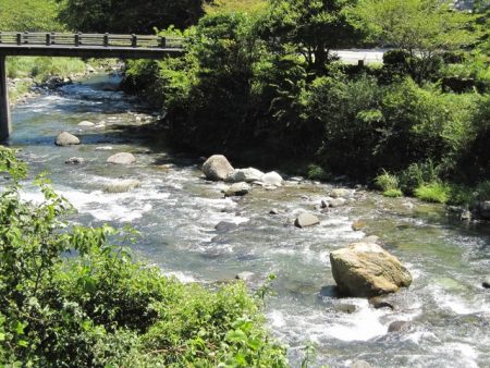 狩野川(狩野川漁業協同組合) 釣果