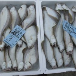 大進丸(新潟) 釣果