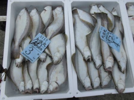 大進丸(新潟) 釣果