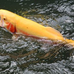 小菅トラウトガーデン 釣果