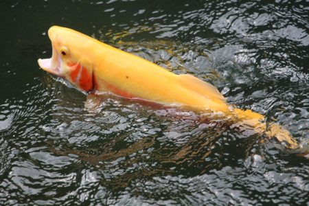 小菅トラウトガーデン 釣果