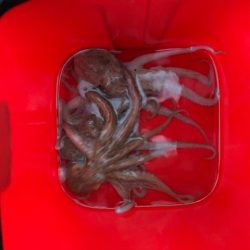 播磨オクトパッシング4