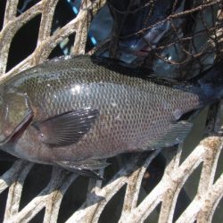 オリジナルメーカー海づり公園(市原市海づり施設) 釣果