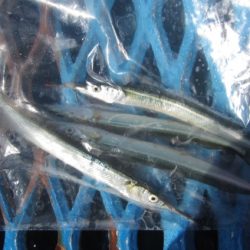 オリジナルメーカー海づり公園(市原市海づり施設) 釣果