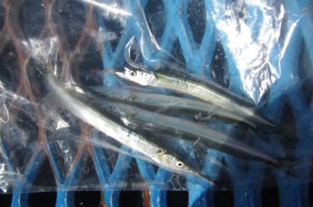 オリジナルメーカー海づり公園(市原市海づり施設) 釣果