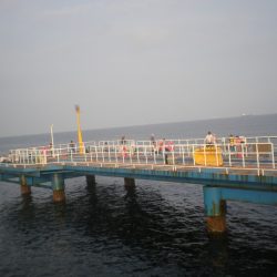 オリジナルメーカー海づり公園(市原市海づり施設) 釣果