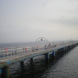 オリジナルメーカー海づり公園(市原市海づり施設) 釣果