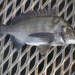 オリジナルメーカー海づり公園(市原市海づり施設) 釣果
