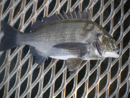 オリジナルメーカー海づり公園(市原市海づり…