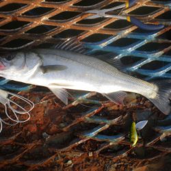 オリジナルメーカー海づり公園(市原市海づり施設) 釣果