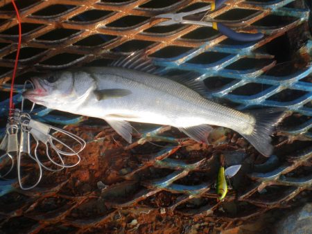 オリジナルメーカー海づり公園(市原市海づり施設) 釣果
