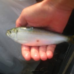 オリジナルメーカー海づり公園(市原市海づり施設) 釣果