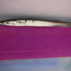 オリジナルメーカー海づり公園(市原市海づり施設) 釣果