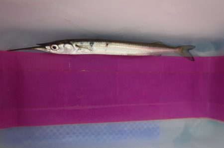 オリジナルメーカー海づり公園(市原市海づり施設) 釣果