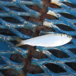 オリジナルメーカー海づり公園(市原市海づり施設) 釣果