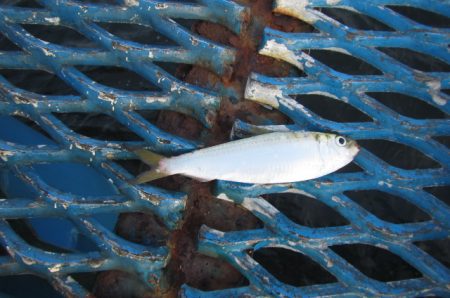 オリジナルメーカー海づり公園(市原市海づり施設) 釣果