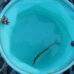 オリジナルメーカー海づり公園(市原市海づり施設) 釣果