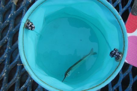 オリジナルメーカー海づり公園(市原市海づり施設) 釣果