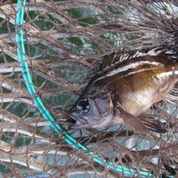 オリジナルメーカー海づり公園(市原市海づり施設) 釣果