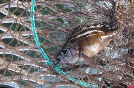 オリジナルメーカー海づり公園(市原市海づり施設) 釣果