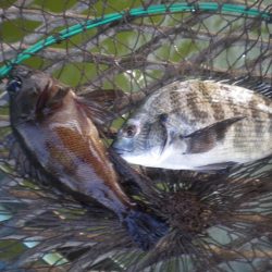 オリジナルメーカー海づり公園(市原市海づり施設) 釣果