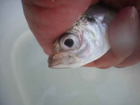 オリジナルメーカー海づり公園(市原市海づり施設) 釣果